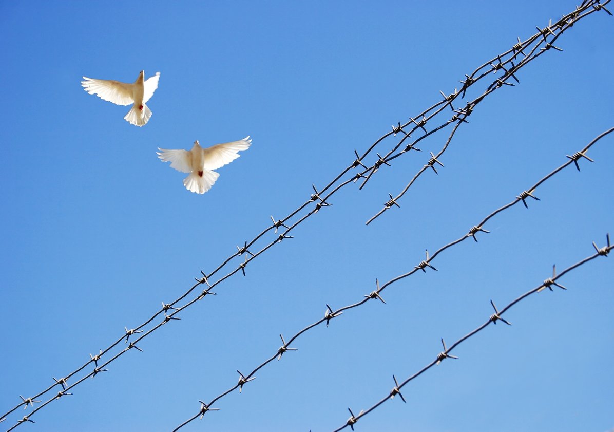 doves flying above barbed wire